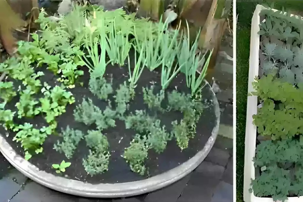 Como plantar temperos na sua casa ou apartamento